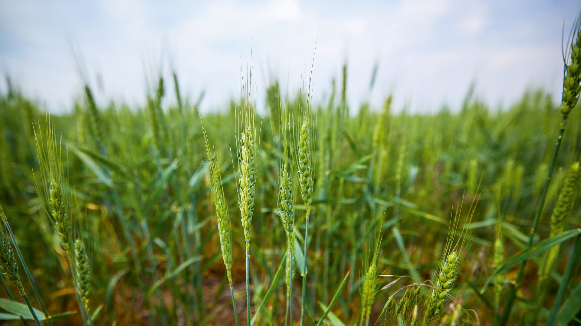 A field of corn