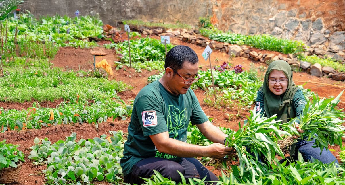 Two people harvesting green leafy vegetables in a garden with red soil and stone-bordered planting beds.