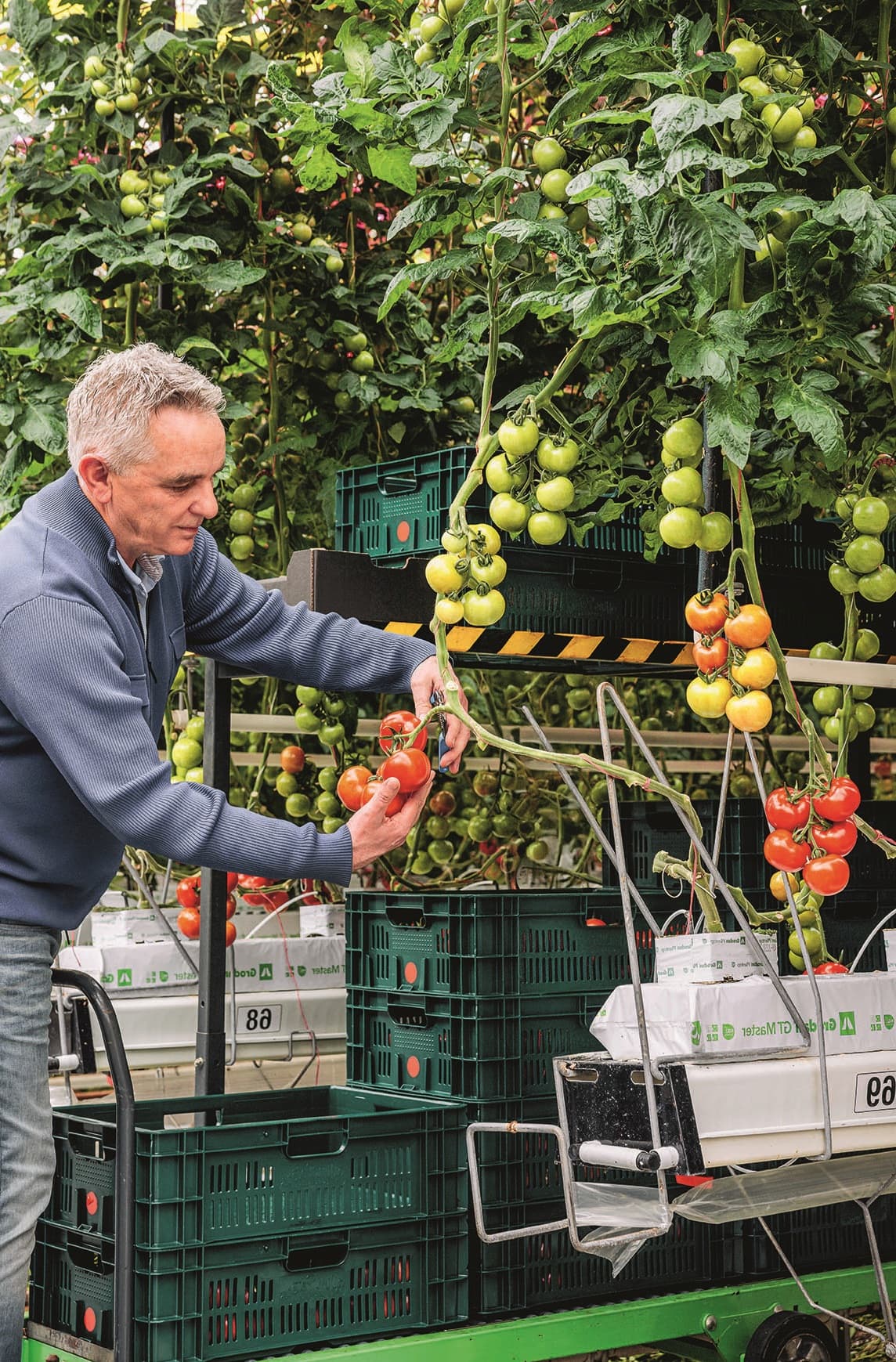 Man harvesting ripe red tomatoes in a greenhouse filled with green tomato plants.